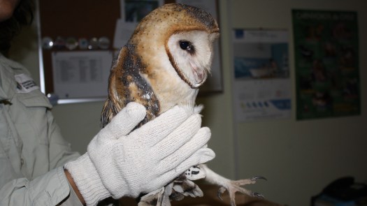 13-06-2012_Lechuza-Chilena-tyto-alba-1